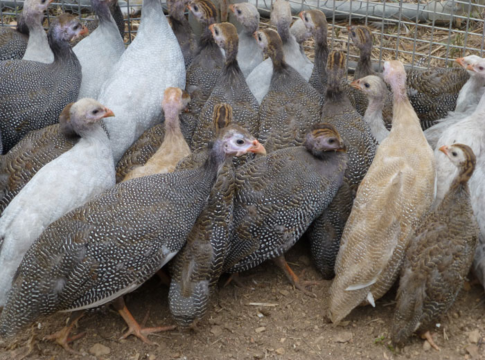 Разведение цесарок – это актуальный и современный вид бизнеса