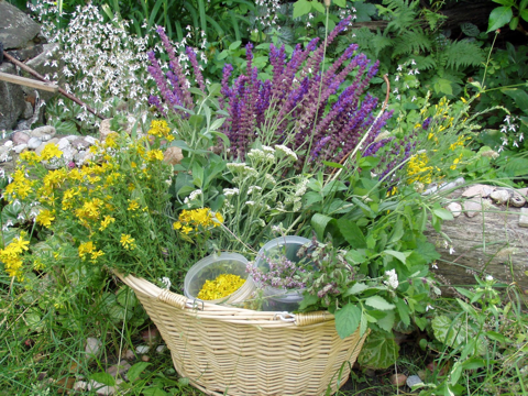 Как открыть бизнес по сбору и сбыту целебных трав?