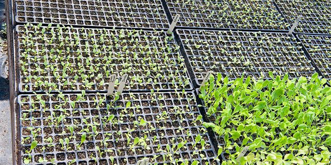 Срок окупаемости бизнеса на рассаде из семян составит около 3–4 года Срок окупаемости бизнеса на рассаде из семян составит около 3–4 года