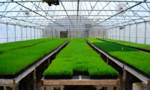 Реализовывать свежую зелень выгоднее зимой - когда мало продуктов, содержащих витамины