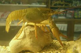 Выращивание раков