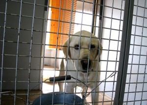 Как открыть питомник кошек и собак? Пошаговая инструкция открытия бизнеса Как открыть питомник кошек и собак? Пошаговая инструкция открытия бизнеса