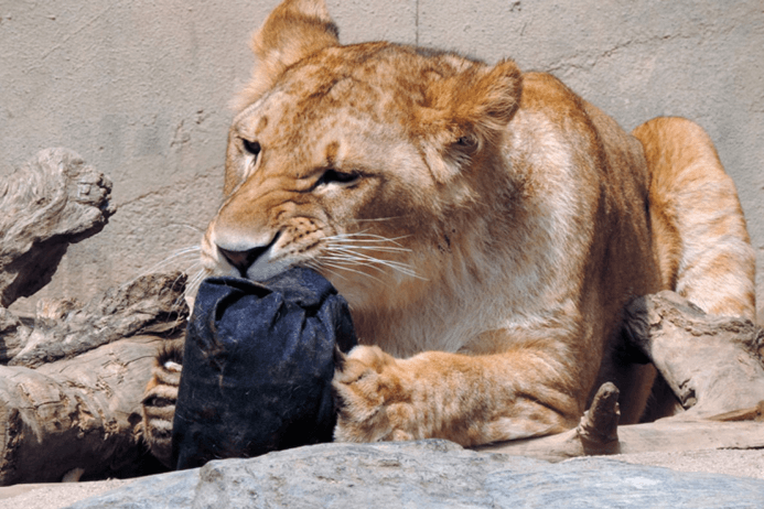 Женские джинсы, растерзанные львицами