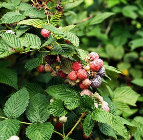 Существует 2 вида малины, которые подходят для бизнеса