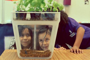 Аквафермы - отличный развивающий подарок для детей