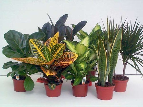 Как открыть питомник растений? Готовый бизнес-план питомника растений