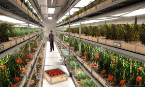 Подземная ферма