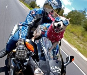 Защита глаз собаки во время быстрого движения