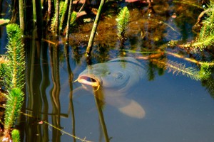 Бизнес план рыбного хозяйства