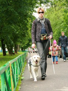 Собака-поводырь