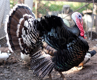 Бизнес-идея: Разведение индеек в домашних условиях