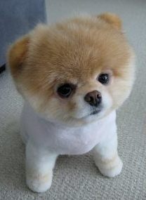 Стрижка собак